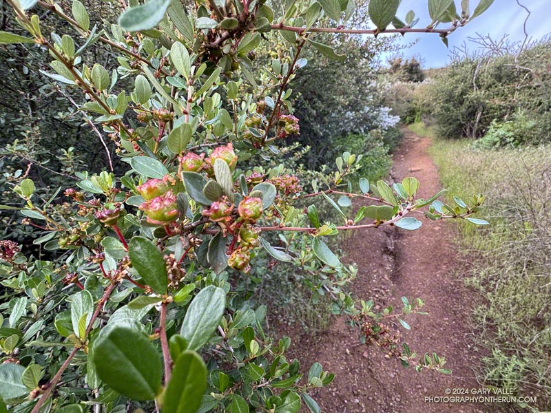 Developing seed pods of big pod Ceanothus (Ceanothus megacarpus) along the Old Boney Trail. April 7, 2024.