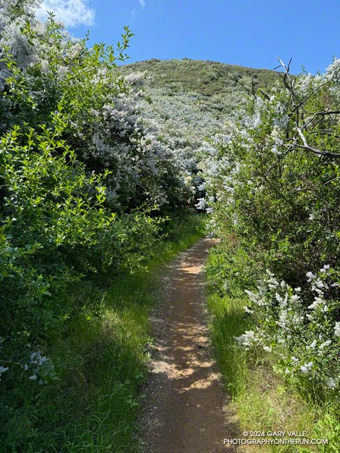 A corridor of Greenbark Ceanothus (Ceanothus spinosus) along Danielson Road. April 7, 2024.