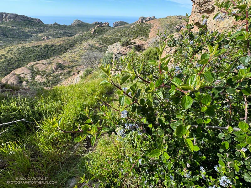 Hairy-leaved Ceanothus (Ceanothus oliganthus) near the summit of Tri Peaks. April 7, 2024.