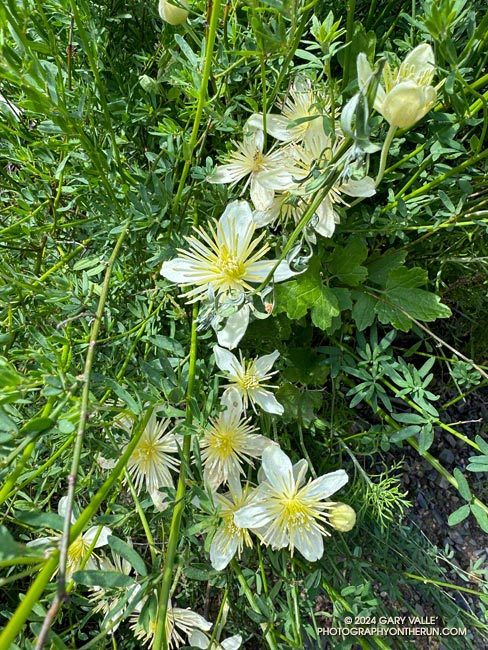 Chaparral Clematis (Clematis lasiantha) along Danielson Road. April 7, 2024.