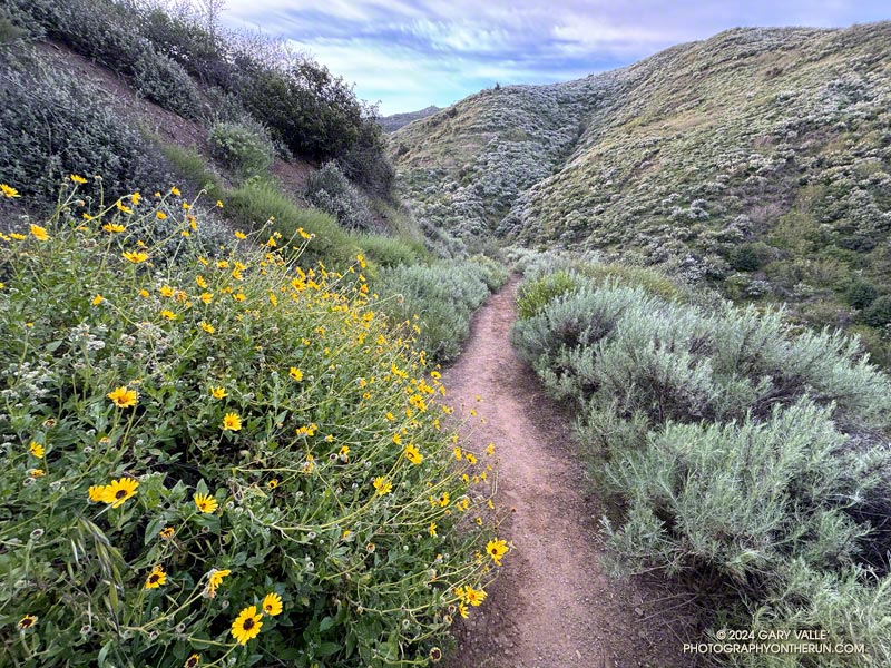 Bush sunflower (Encelia californica) along Danielson Road Trail, a bit more than a mile into the run. Blooming Greenbark Ceanothus covers the hillside across the canyon. April 7, 2024.