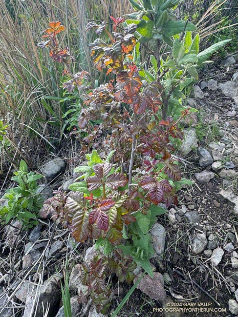 Fresh new leaves of poison oak on the north side of Tri Peaks. April 7, 2024.