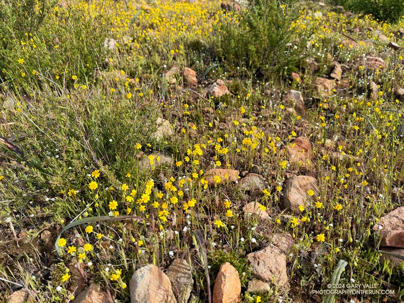 Goldfields and popcorn flower on a south-facing slope between the Boney crest and Tri Peaks. April 7, 2024.