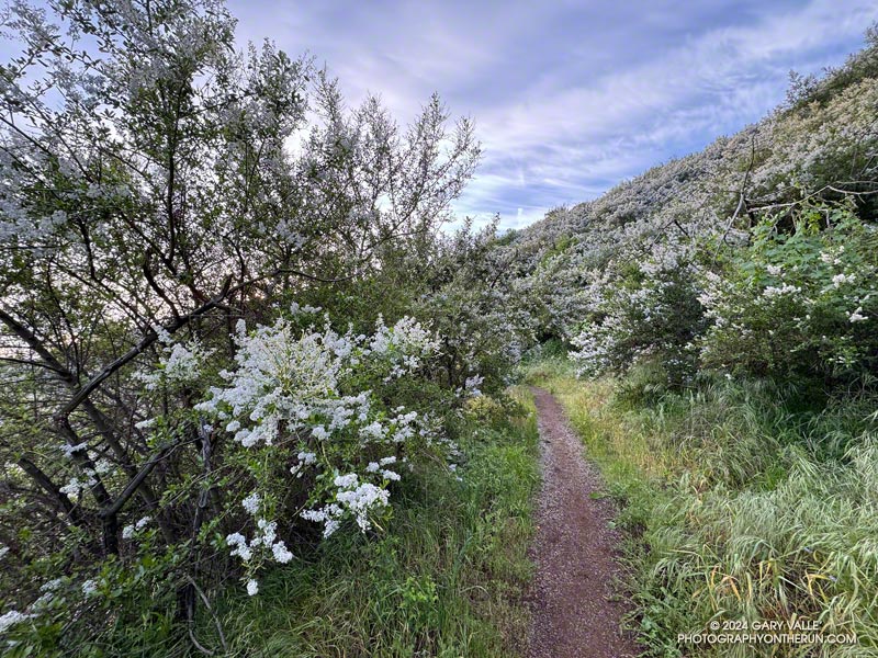Greenbark Ceanothus (Ceanothus spinosus) was blooming profusely along Danielson Road. April 7, 2024.