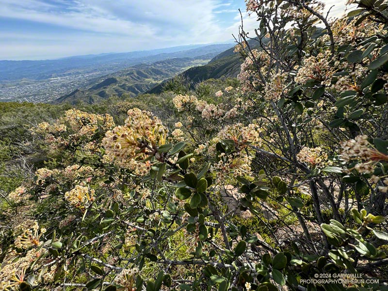 Hoary-leaved Ceanothus (Ceanothus crassifolius var. crassifolius) along the Western Ridge route on Boney Mountain. April 7, 2024.