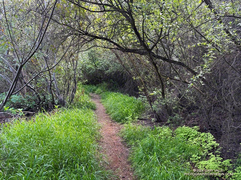 A section of the Old Boney Trail that did not burn in the 2013 Springs Fire or 2018 Woolsey Fire. April 7, 2024.