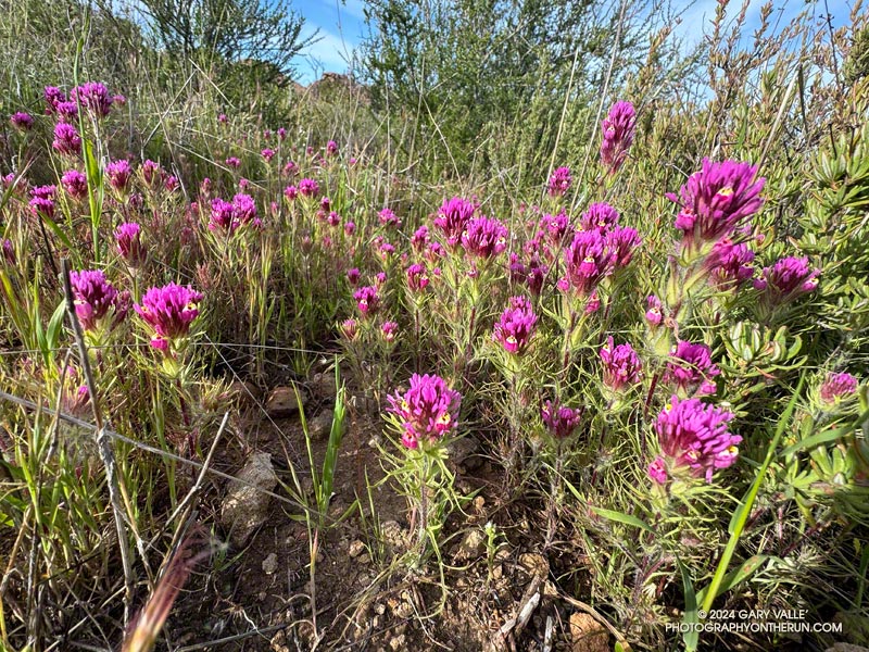 Owl's clover (Castilleja exserta ssp. exserta) on the Western Ridge route on Boney Mountain. April 7, 2024.