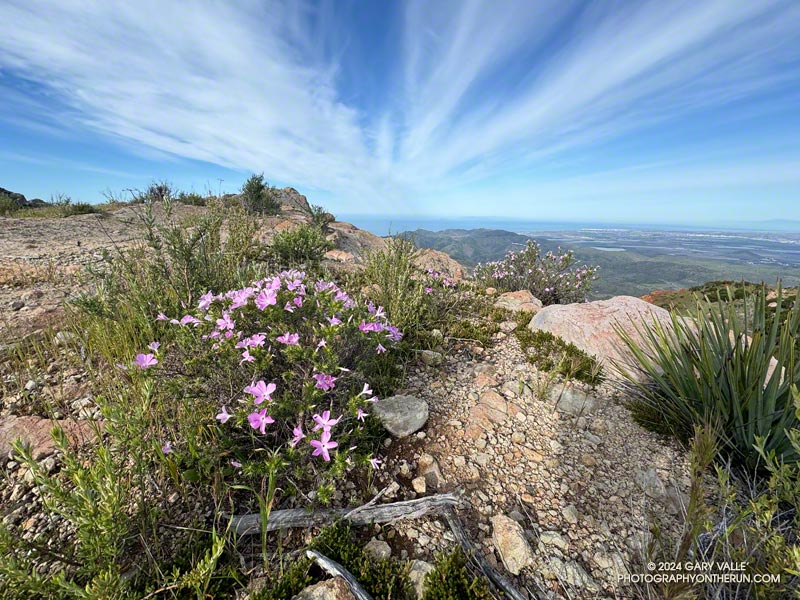 Prickly phlox (Linanthus californicus) along the crest on the north side of Boney Mountain. April 7, 2024.