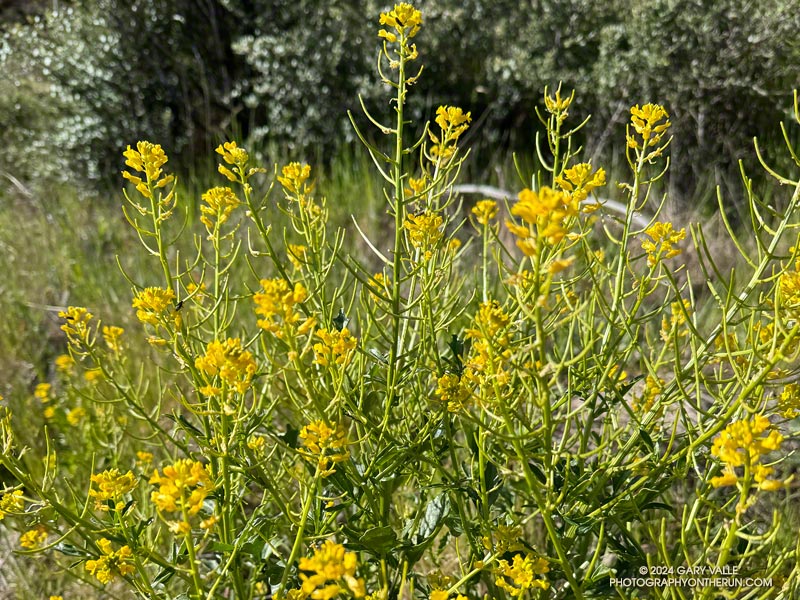 Wintercress (Barbarea orthoceras) along the western leg of the the Tri Peaks Trail. April 7, 2024.