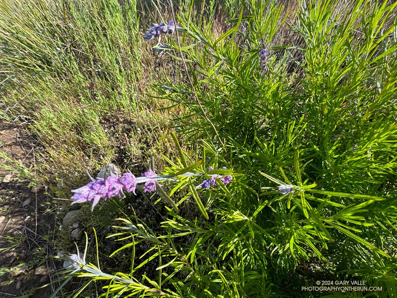 Woolly bluecurls (Trichostema lanatum) along the Chamberlain segment of the Backbone Trail. April 7, 2024.