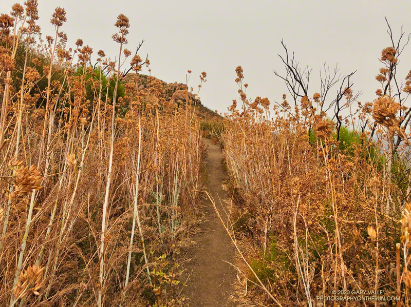 Dry stalks of bleeding heart along the Chamberlain segment of the Backbone Trail. September 12, 2020.