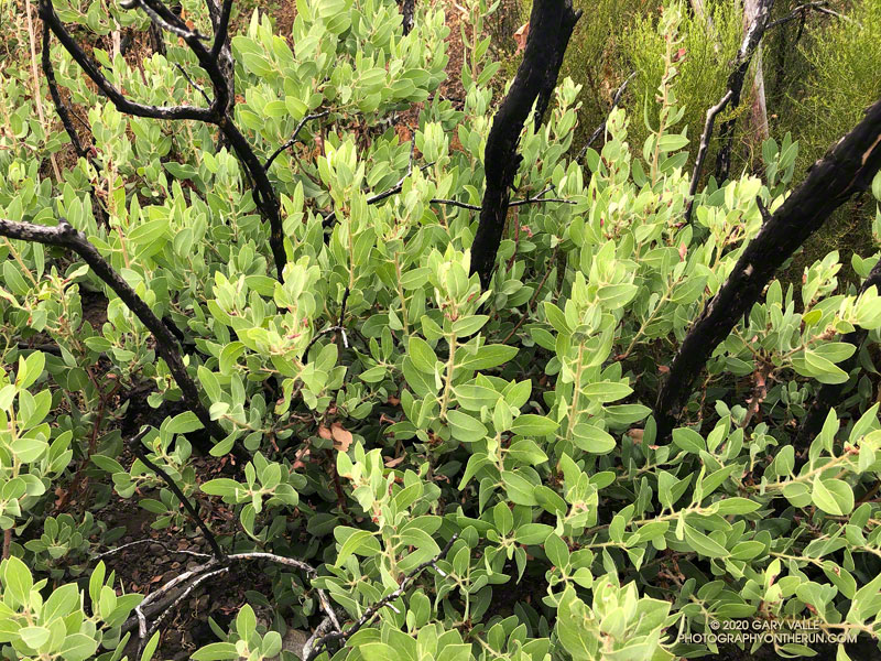 Recovering manzanita along the Chamberlain segment of the Backbone Trail. September 12, 2020.