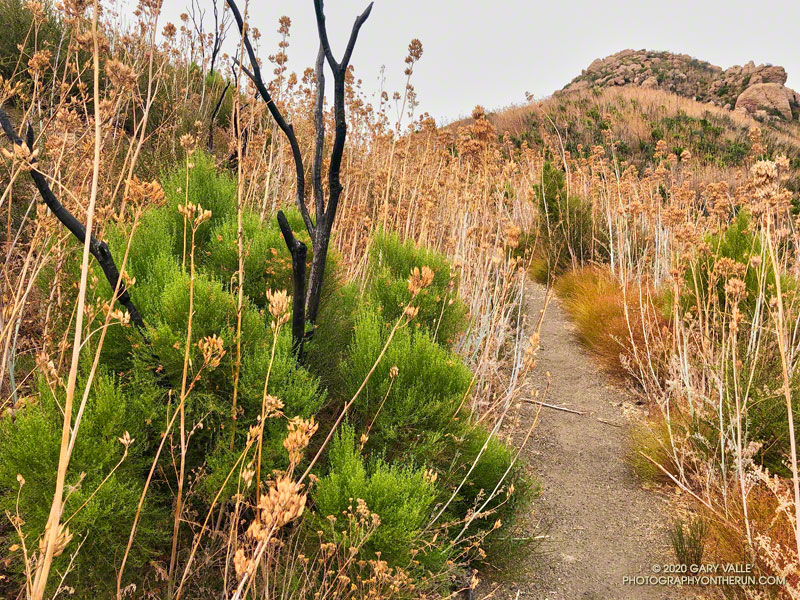 Recovering red shanks (Adenostoma sparsifolium) along the Chamberlain segment of the Backbone Trail. September 12, 2020.
