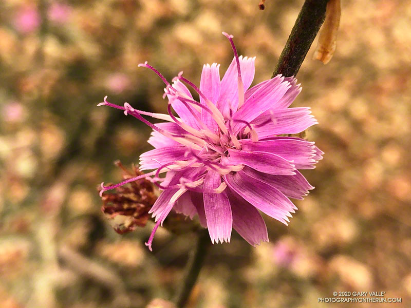 Teton milk-aster (Stephanomeria cichoriacea)  along the Upper Sycamore Trail. September 12, 2020.