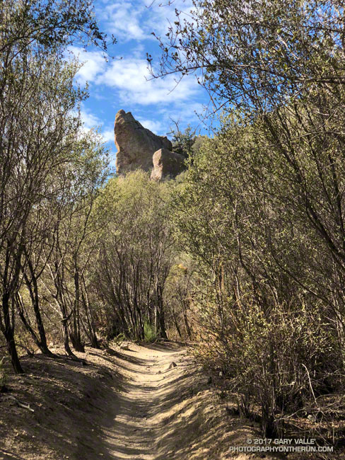 Old growth chaparral along the Mishe Mokwa Trail, prior to the Woolsey Fire.
