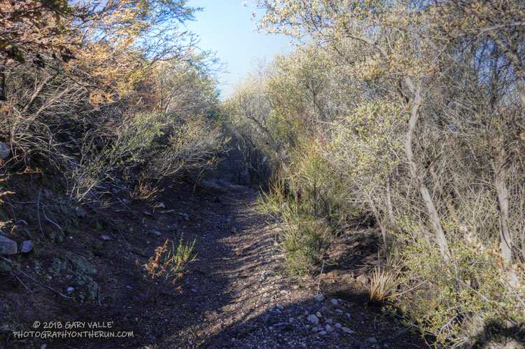 Twenty-five uear-old growth along the Chamberlain Trail. Most of the Chamberlain Trail and the steep slopes to its north were burned in the Woolsey Fire.
