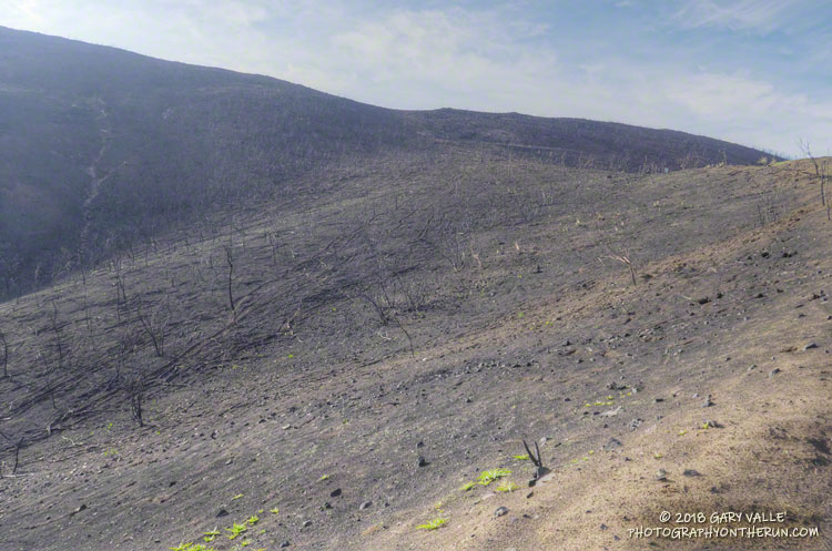 Burned slopes along the Old Boney Trail, between Blue Canyon and the Chamberlain Trail.