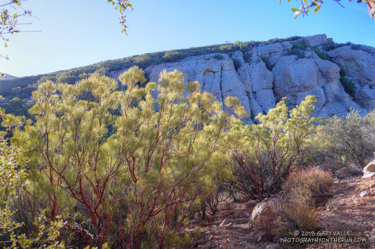 Red shanks (Adenostoma sparsifolium), an evergreen shrub or small tree, is one of the primary elements of the chaparral in this area.