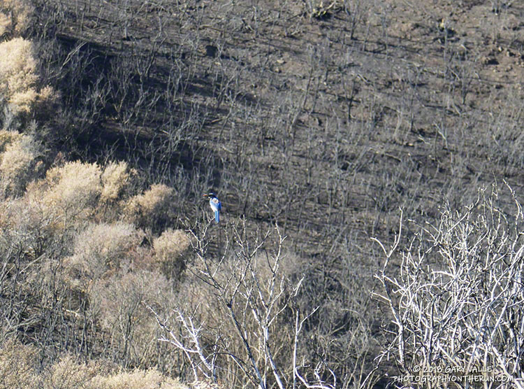 Scrub jay along the Old Boney Trail.