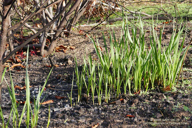 Sprouting leaves in Blue Canyon following the Woolsey Fire.