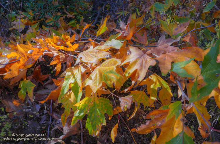 Sycamore leaves along the Upper Sycamore Trail.