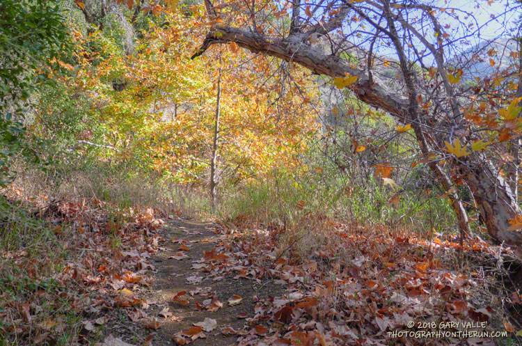 Upper Sycamore Trail.
