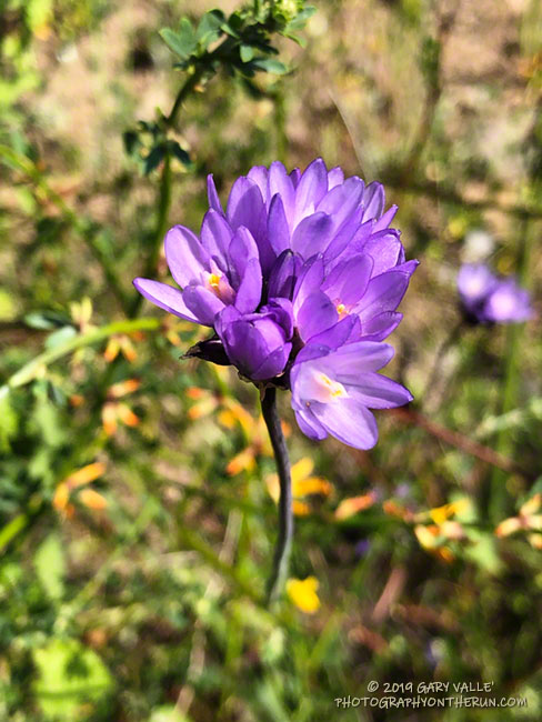 Blue dicks along the Old Boney Trail, above the Blue Canyon junction.