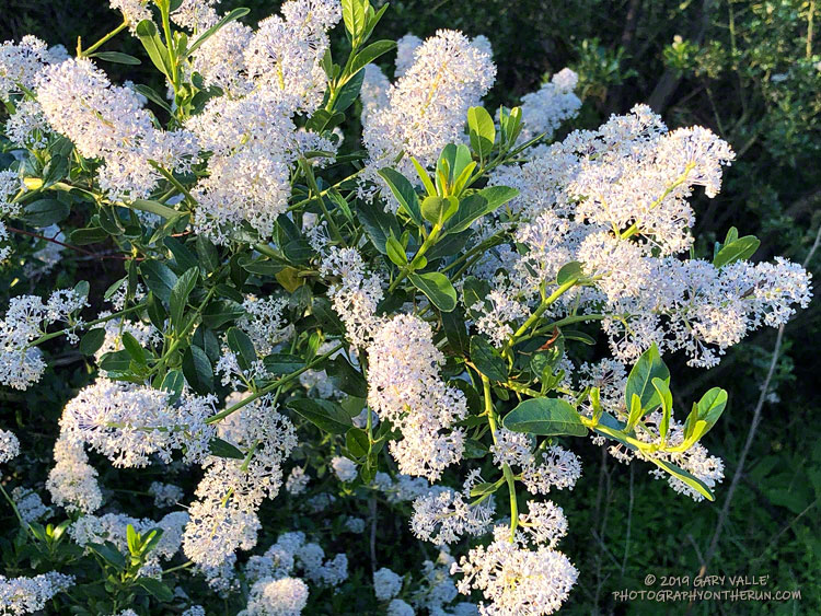 California lilac, aka Greenbark Ceanothus, was blooming in many areas. March 24, 2019.