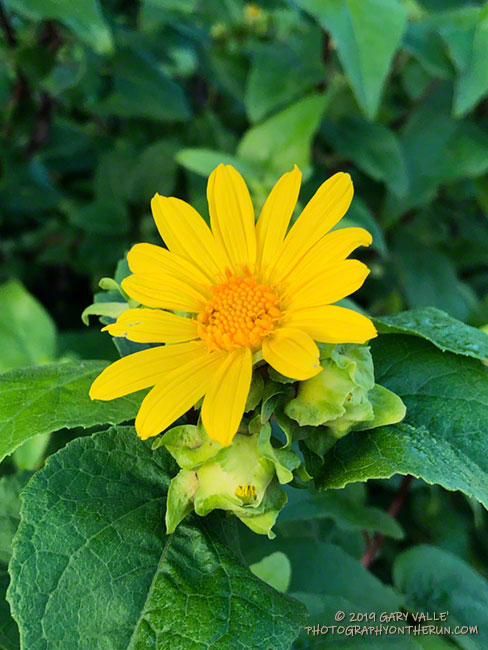 Canyon sunflower, one of the four species of sunflowers seen in Pt. Mugu State Park and the Santa Monica Mountains. March 24, 2019.