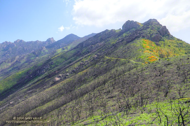 The Chamberlain segment of the Backbone Trail. The Western Ridge/Mountaineer's Route follows along the crest on the left skyline. March 24, 2019.