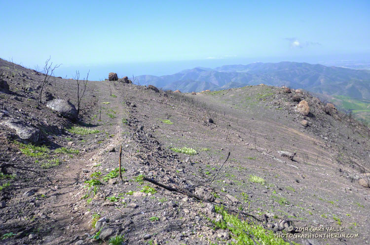 The rate of recovery from the Woolsey Fire varies considerably depending on the habitat, burn severity and geology. March 24, 2019.