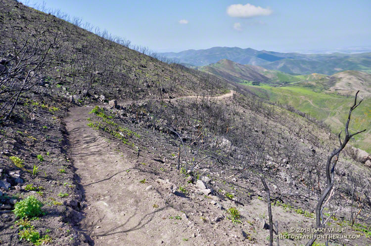 Local trail runners, under the direction of the Santa Monica Mountains Trails Council, recently restored the tread of the Chamberlain Trail from its junction with the Old Boney Trail to just below Chamberlain Rock.