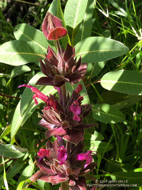 Hummingbird sage along the Upper Sycamore Trail. March 24, 2019.