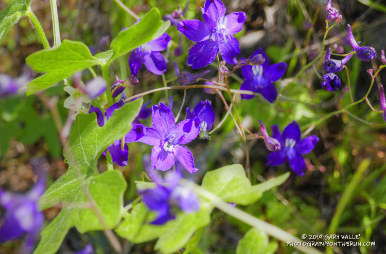 Parry's larkspur on broken shale along the Upper Sycamore Trail. March 24, 2019.