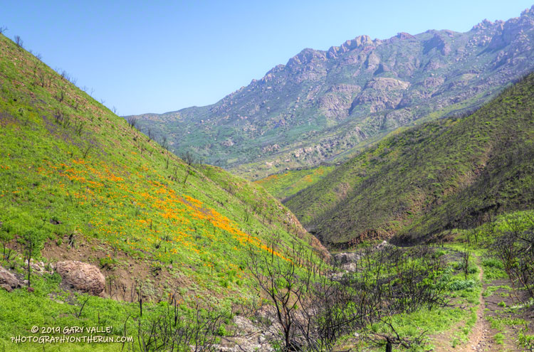 Looking down the Old Boney Trail with the western escarpment of Boney Mountain in the background. The Western Ridge/Mountaineer's Route follows along that crest. March 24, 2019.