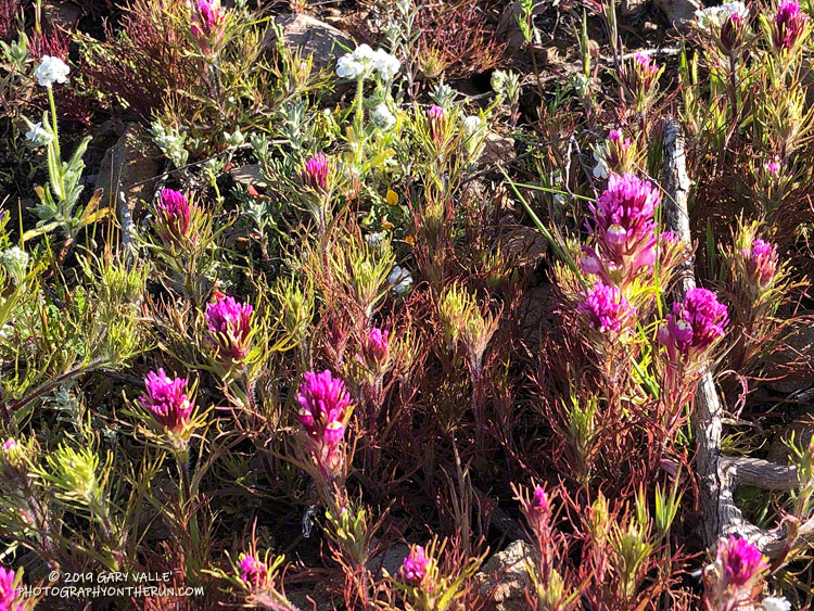 Owl's Clover on Boney Mountain at the top of the Western Ridge/Mountaineer's Route. March 24, 2019.