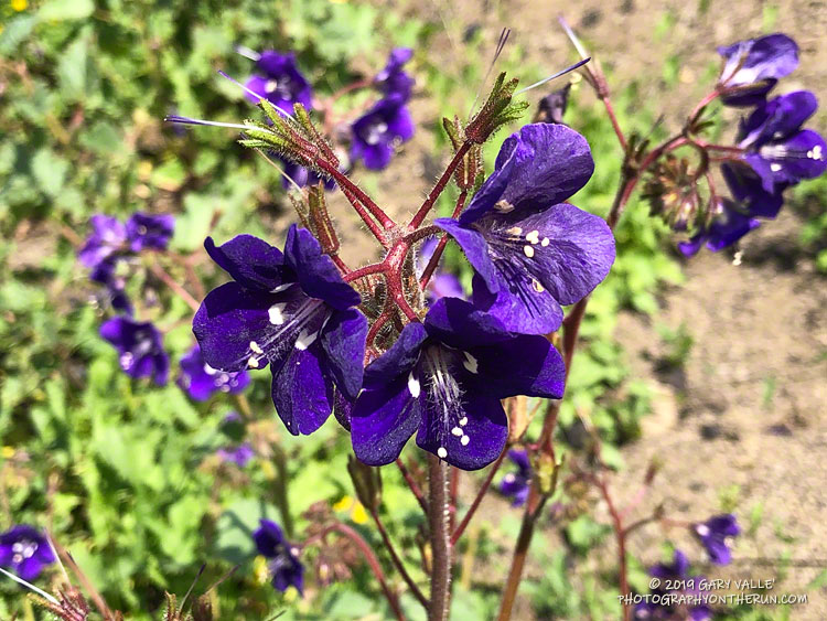 A closer look at Parry's Phacelia.