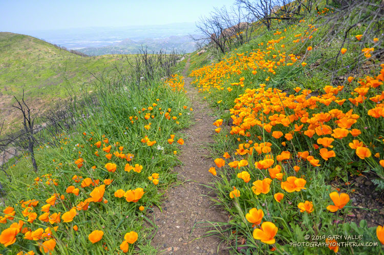 Poppies along the Chamberlain segment of the Backbone Trail. March 24, 2019.