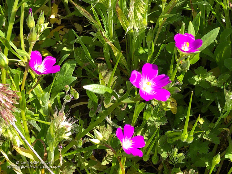 Red maids along a Satwiwa trail, near the end of the run. March 24, 2019.