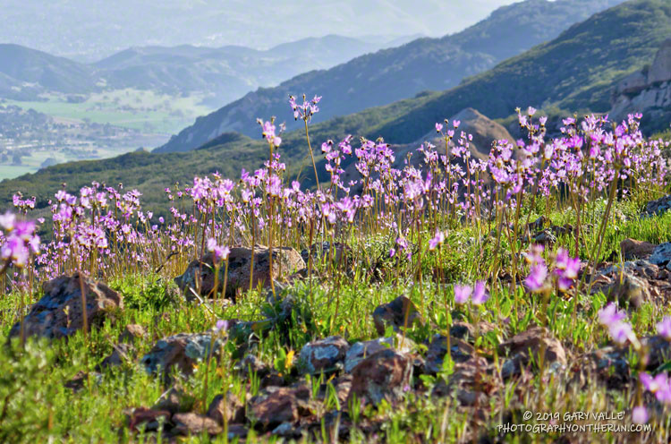 There were still many shooting stars blooming on the slopes of Boney Mountain. March 24, 2019.