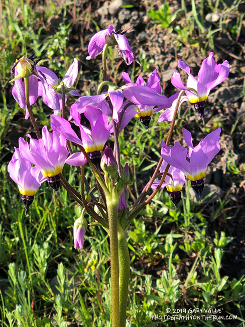 Padre's shooting star on Boney Mountain. March 24, 2019.