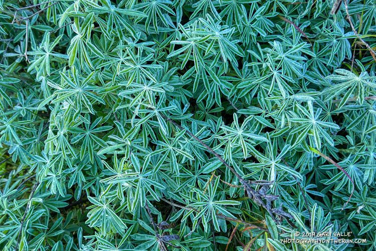 Silver lupine along Danielson Road, on the way up to the Old Boney Trail.