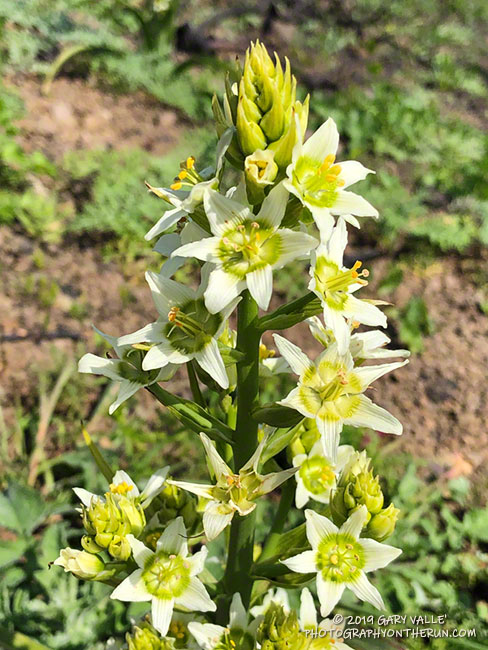 Star-lily, a poisonous plant also known as Fremont's death camas, is a fire-follower and is typically more numerous in areas that have been recently burned. March 24, 2019.