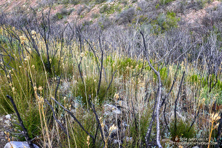 There were  thousands and thousands of dried stalks of the fire follower Bleeding Heart (Ehrendorferia ochroleuca) along the Tri Peaks and Backbone Trails.