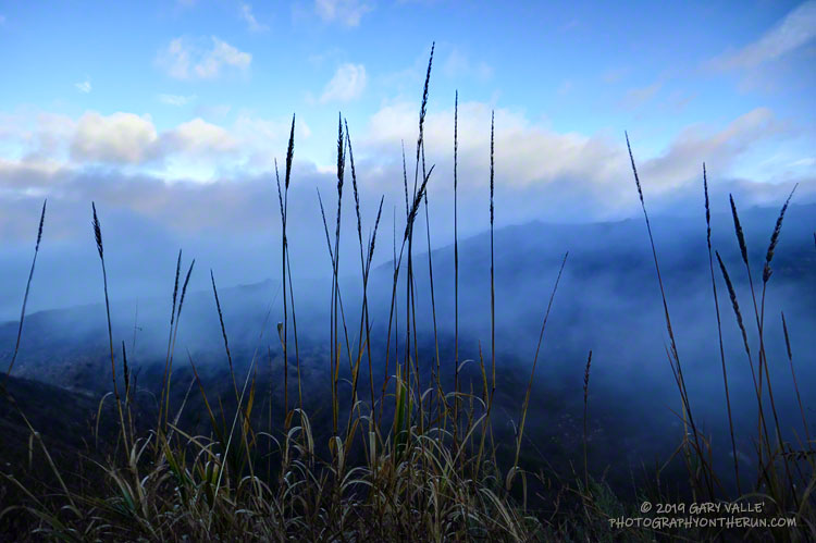 Stalks of giant rye grass along Danielson Road. This grass can reach a height of eight feet.