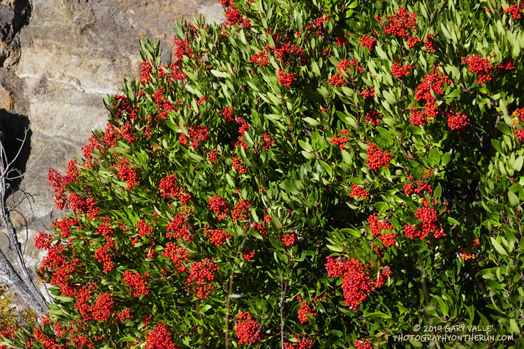 The wet 2018-19 rain season has resulted in  a bumper crop of red-orange toyon berries for the holidays!