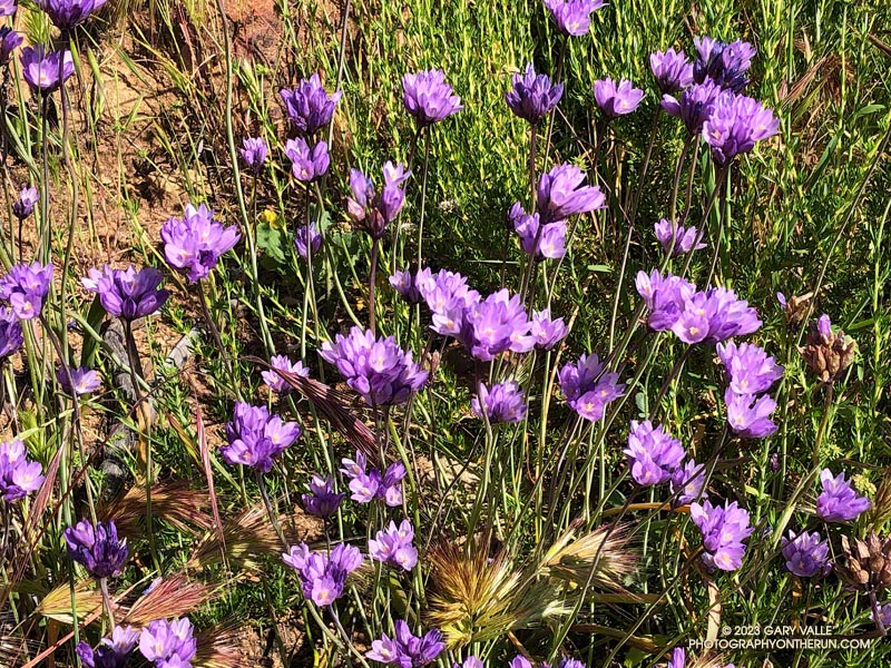 Blue Dicks (Dipterostemon capitatus ssp. capitatus) are a good indicator of the amount of Winter rain. The name derives from the plant's previous classification in the genus Dichelostemma. April 23, 2023.