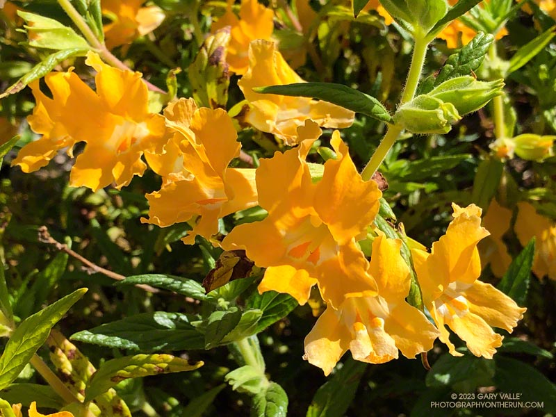 Bush monkey flower (Diplacus longiflorus) along the Mesa Peak fire road segment of the Backbone Trail. April 23, 2023.