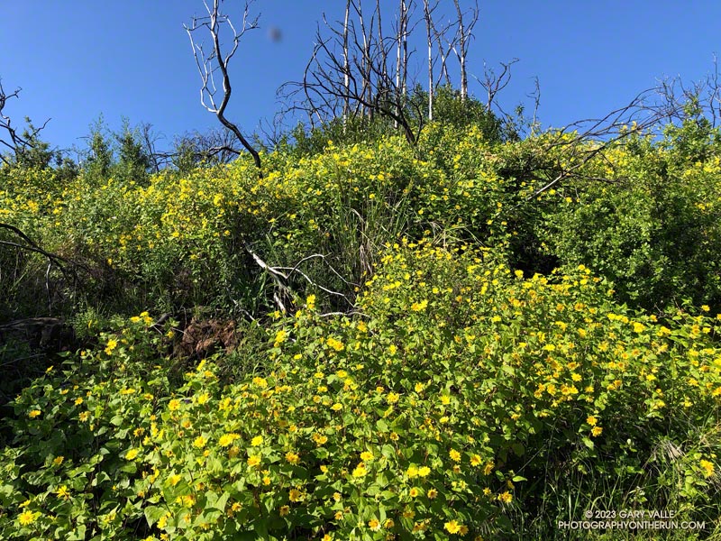 A closer look at canyon sunflowers along Bulldog Mtwy fire road. April 23, 2023.