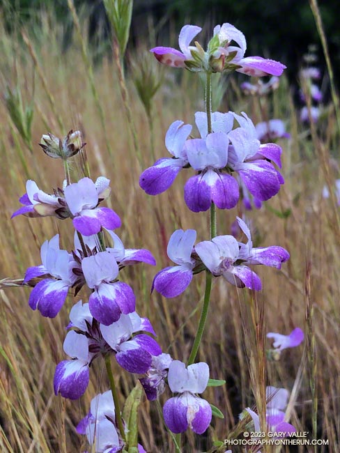 Purple and white Collinsia near the group camp at the north end of the Tapia Spur Trail. April 23, 2023.